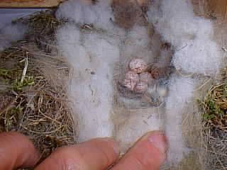 信州八ヶ岳・野辺山高原ペンション森のふぁみりぃの郵便ポストの中のシジュウカラの卵